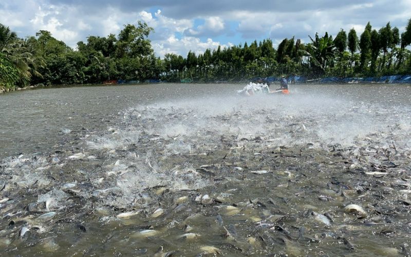 mơ thấy nhiều cá trong ao