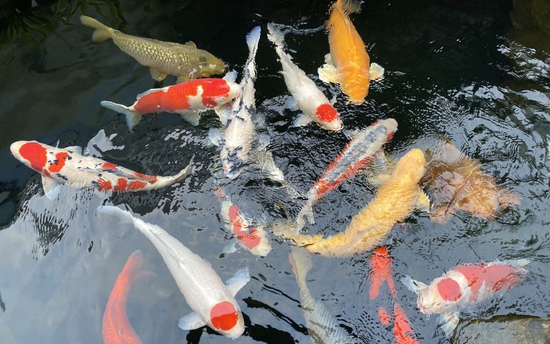 mơ thấy bắt cá trong ao