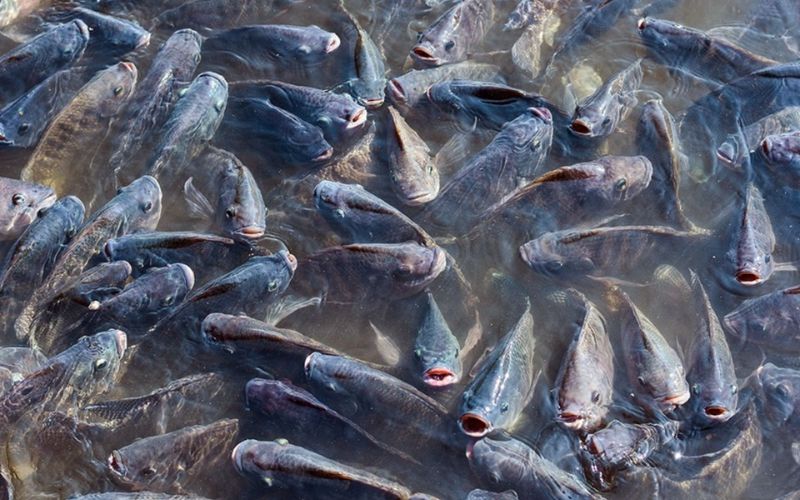 nằm mơ thấy ao cá đánh con gì