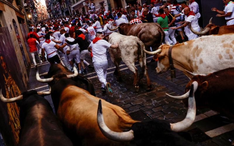 mơ thấy bị bò đuổi đánh con gì