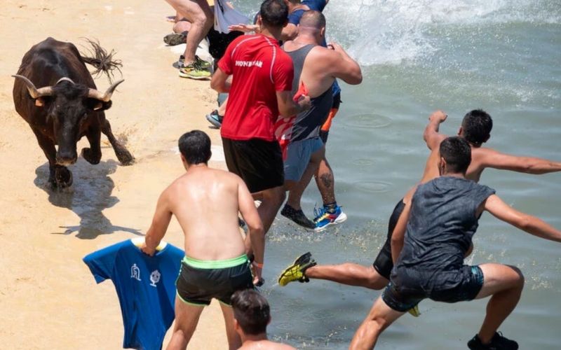 mơ thấy đàn bò đuổi