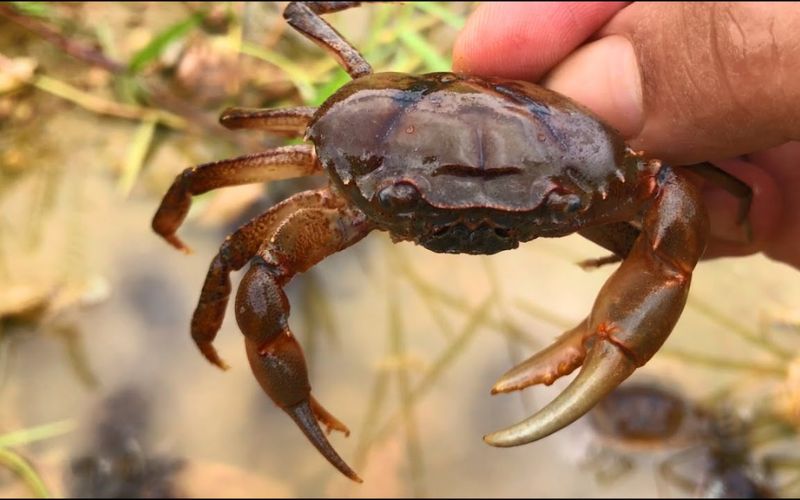 giải mã giấc mơ thấy cua và con số liên quan