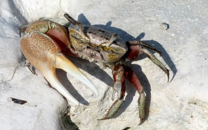 mơ thấy bắt cua là điềm gì