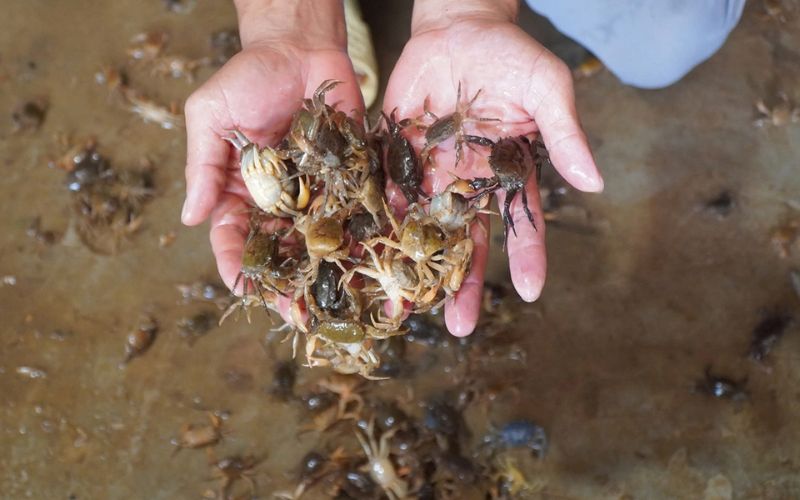 mơ thấy nhiều cua có ý nghĩa gì