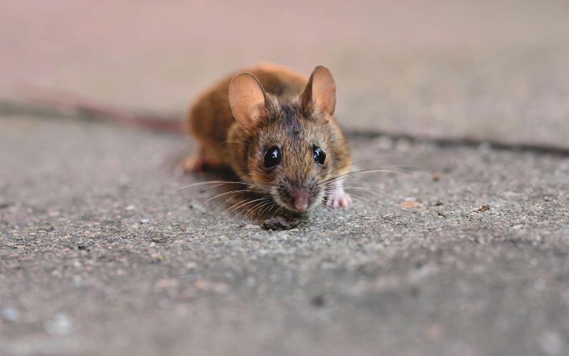 mơ thấy chuột là điềm gì