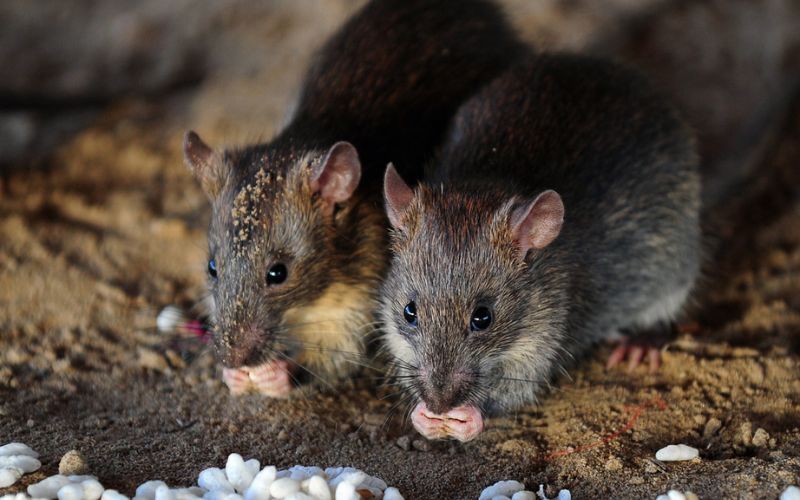 mơ thấy chuột chạy trong nhà