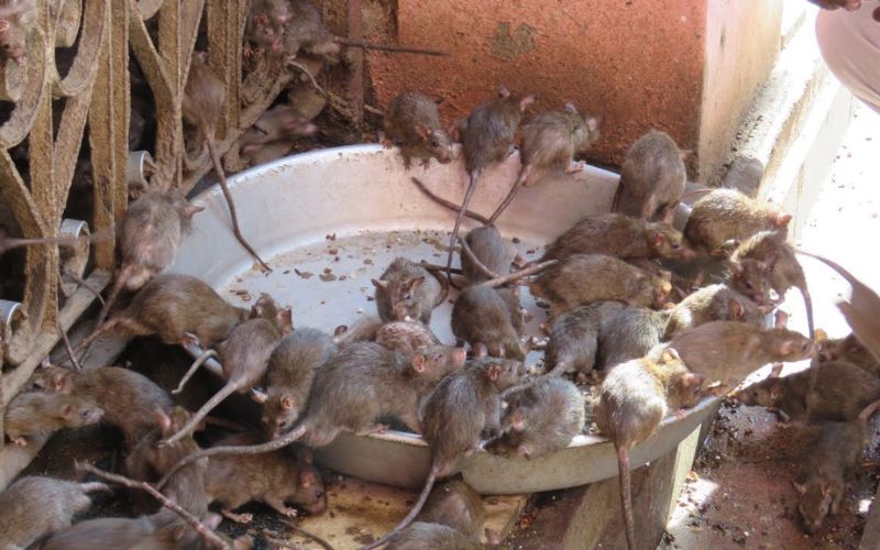 mơ thấy bắt chuột