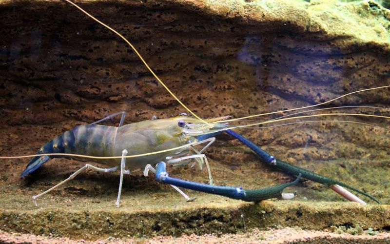 mơ thấy tôm là điềm gì