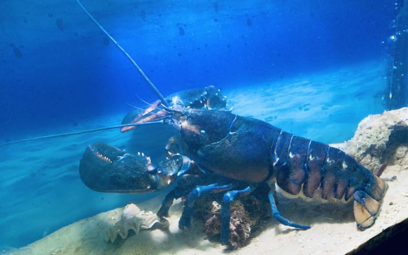 mơ thấy bắt tôm