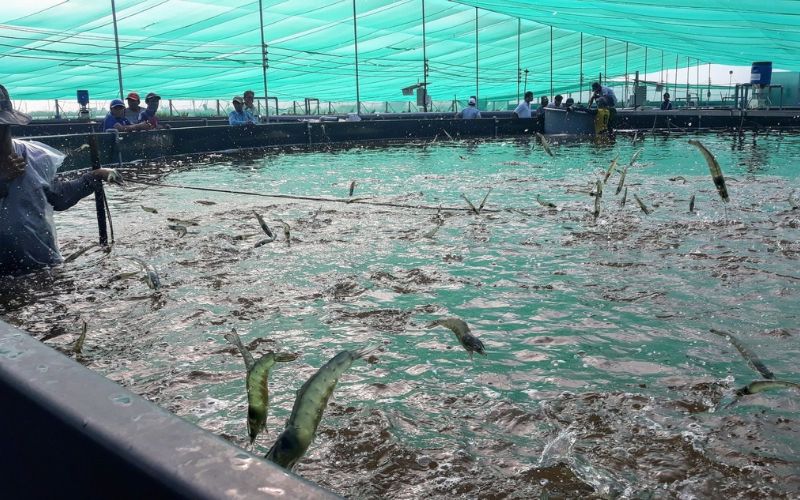 mơ thấy nhiều tôm