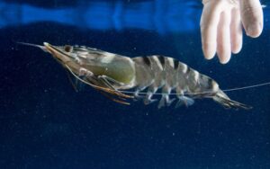 nằm mơ thấy tôm đánh con gì