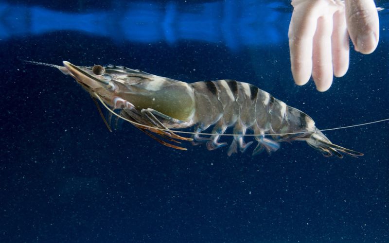 nằm mơ thấy tôm đánh con gì